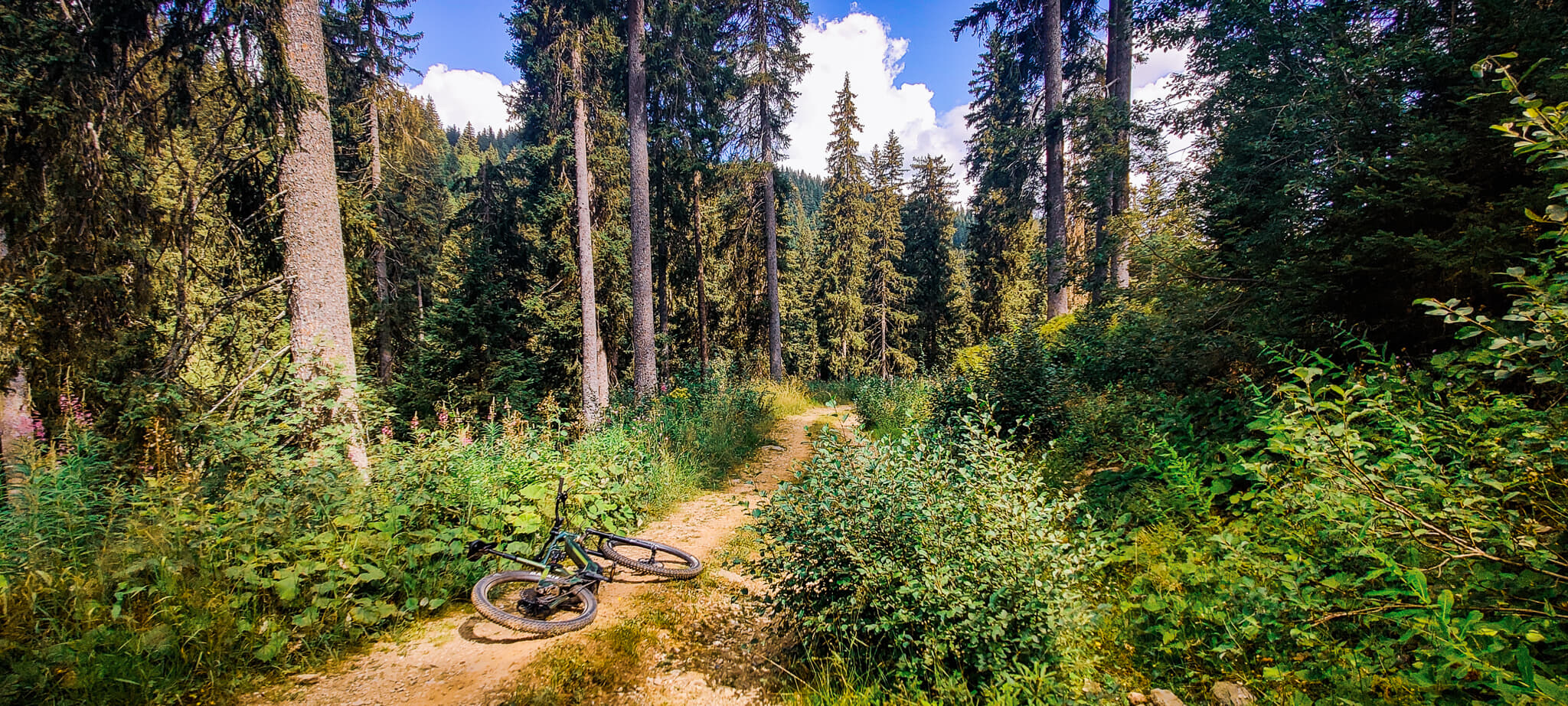 Un sentier forestier bordé de sapins sur lequel est couché un vélo