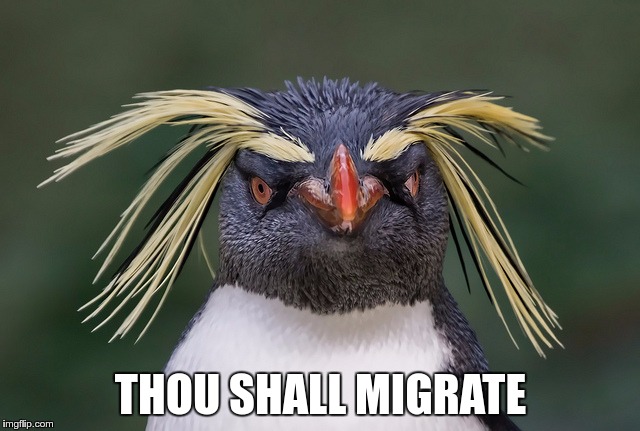 "Thou Shall Migrate", says a funny penguin. Credits: Hamish Irvine